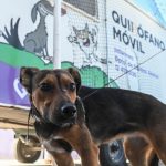 quirofano veterinario perro